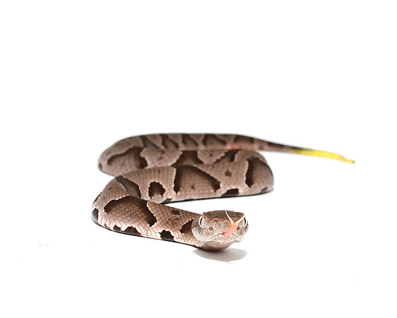 Copperhead (Juvenile)