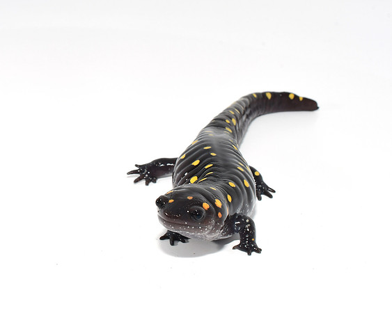 Spotted Salamander