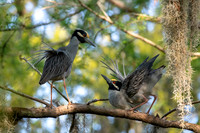 Yellow Crowned Night Herons