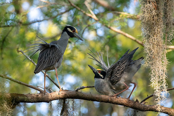 Yellow Crowned Night Herons