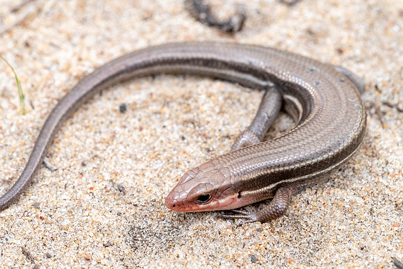 Southeastern Five-lined Skink
