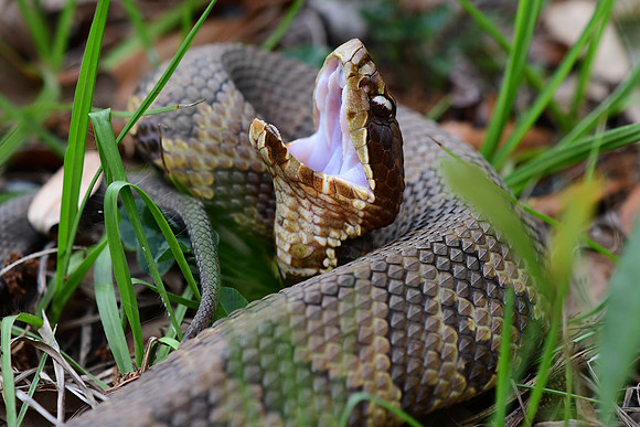 Northern Cottonmouth