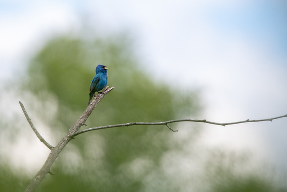 Indigo Bunting