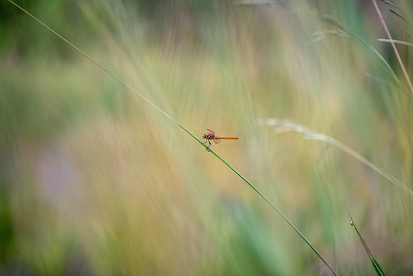 Golden Winged Skimmer