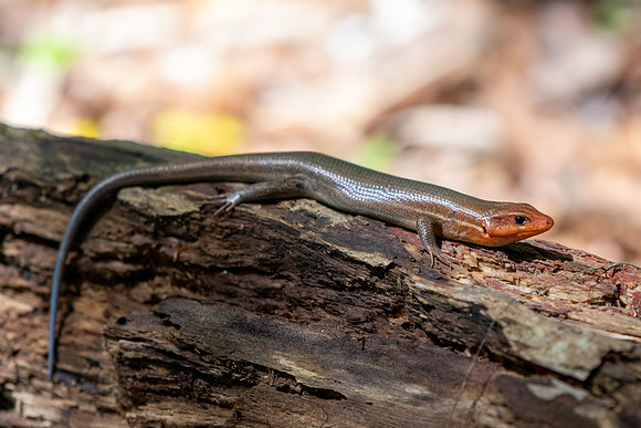Common Five-lined Skink