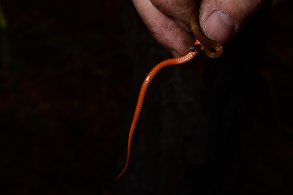 Red-bellied Snake