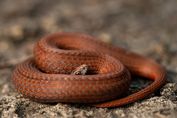 Red-bellied Snake