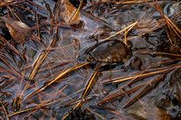 Common Mud Turtle