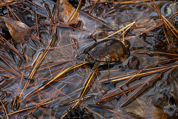 Common Mud Turtle
