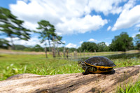 Chicken Turtle