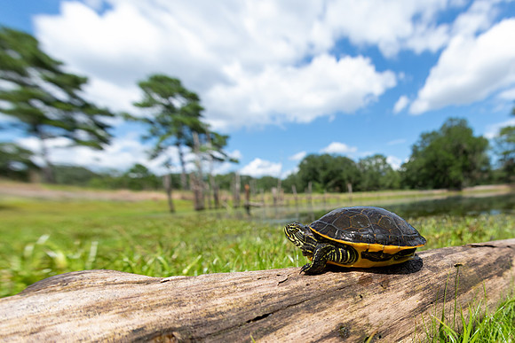 Chicken Turtle