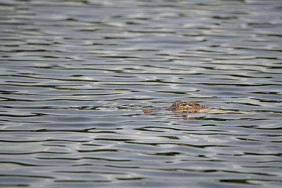 American Alligator