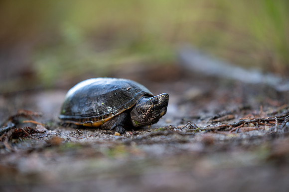 Eastern Musk Turtle