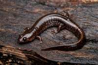 Salamanders