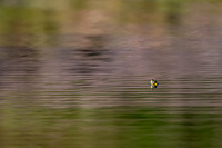 Pond Slider
