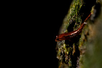 Ocoee Salamander