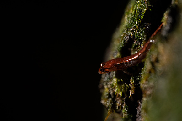 Ocoee Salamander