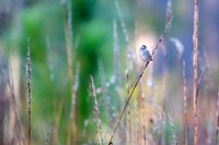 Swamp Sparrow