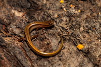 Dwarf Salamander