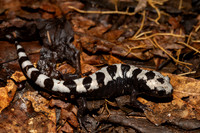 Marbled Salamander