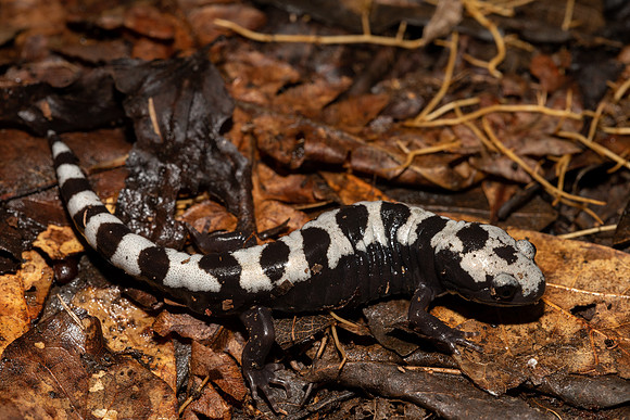 Marbled Salamander