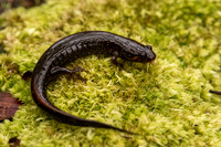 Holbrook's Southern Dusky Salamander