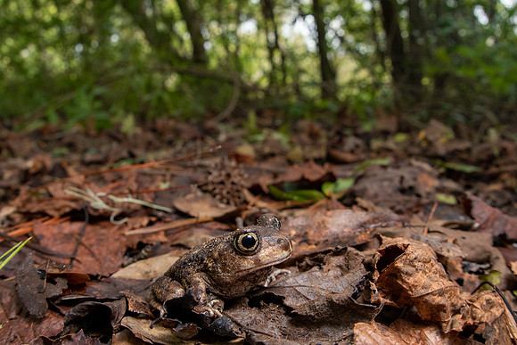 Eastern Spadefoot Toad