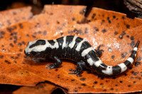 Marbled Salamander