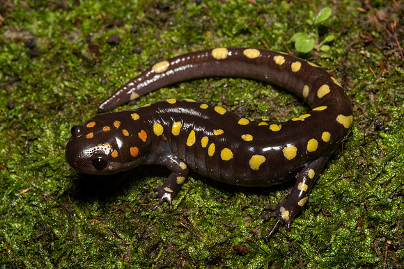 Spotted Salamander