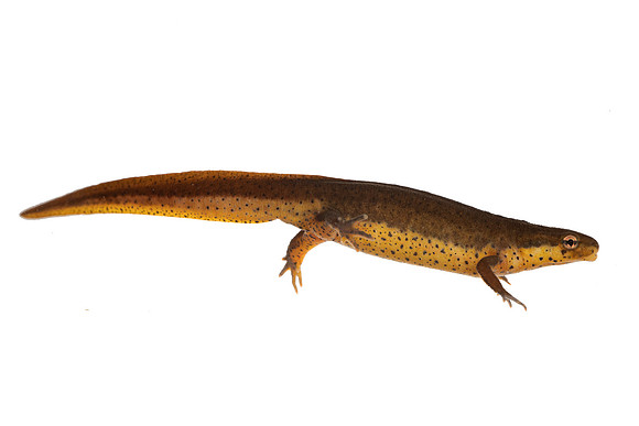 Eastern Newt (Adult)