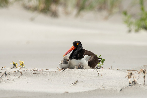 Oystercatcher and Chick
