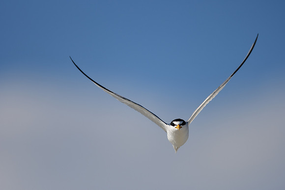 Least Tern
