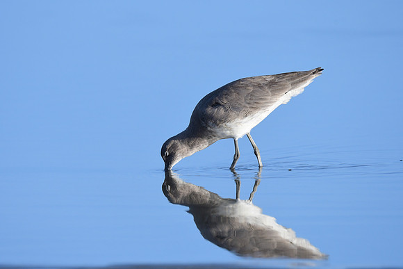 Willet