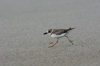 Wilsons Plover