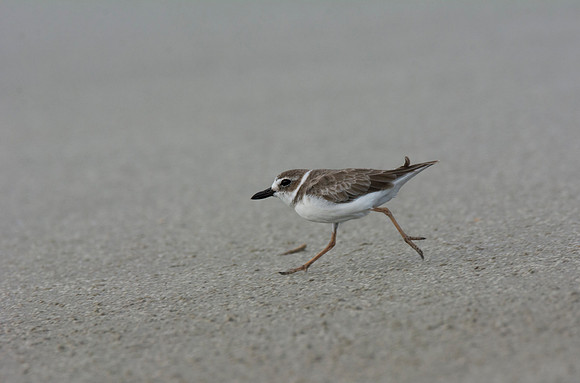 Wilsons Plover
