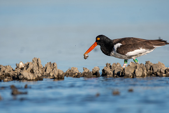 American Oystercatcher