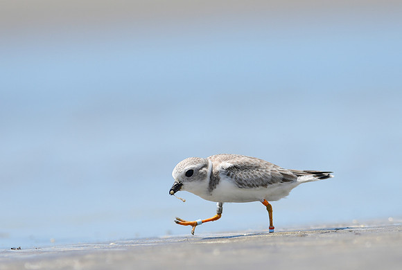 Piping Plover