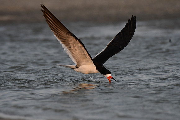 Black Skimmer