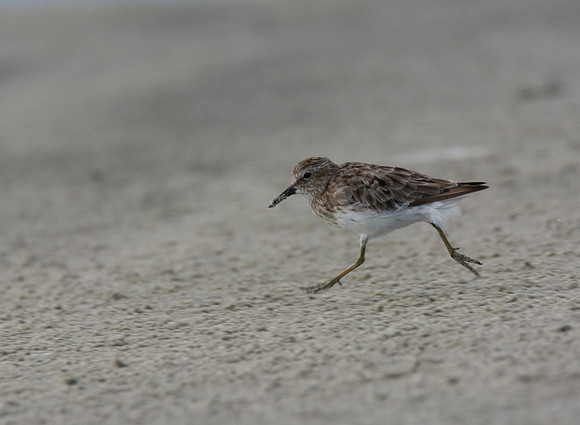 Least Sandpiper