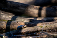 Eastern Mud Turtle