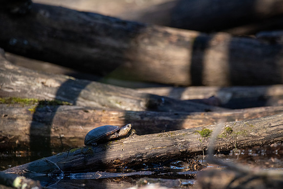 Eastern Mud Turtle