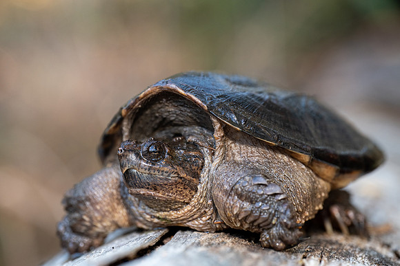 Common Snapping Turtle