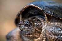 Common Snapping Turtle