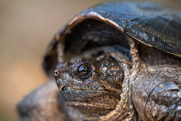 Common Snapping Turtle