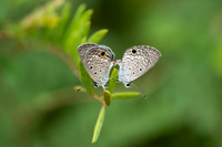 Ceraunus Blue