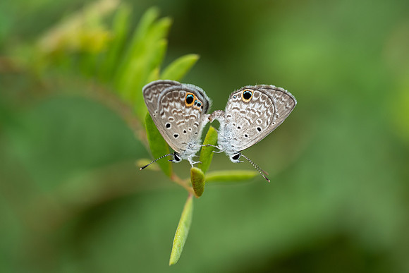 Ceraunus Blue