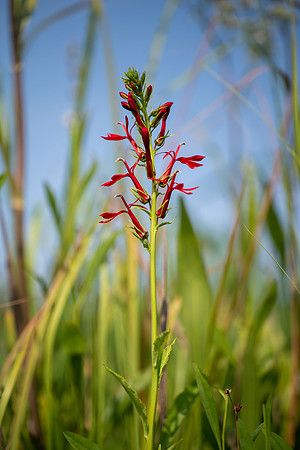 Cardinal Flower