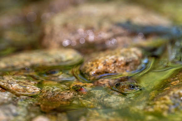 Black-bellied Salamander