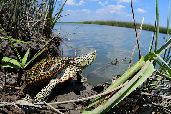 Diamond Back Terrapin