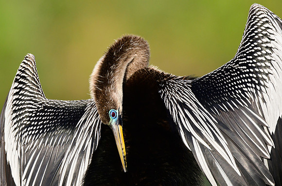 Anhinga